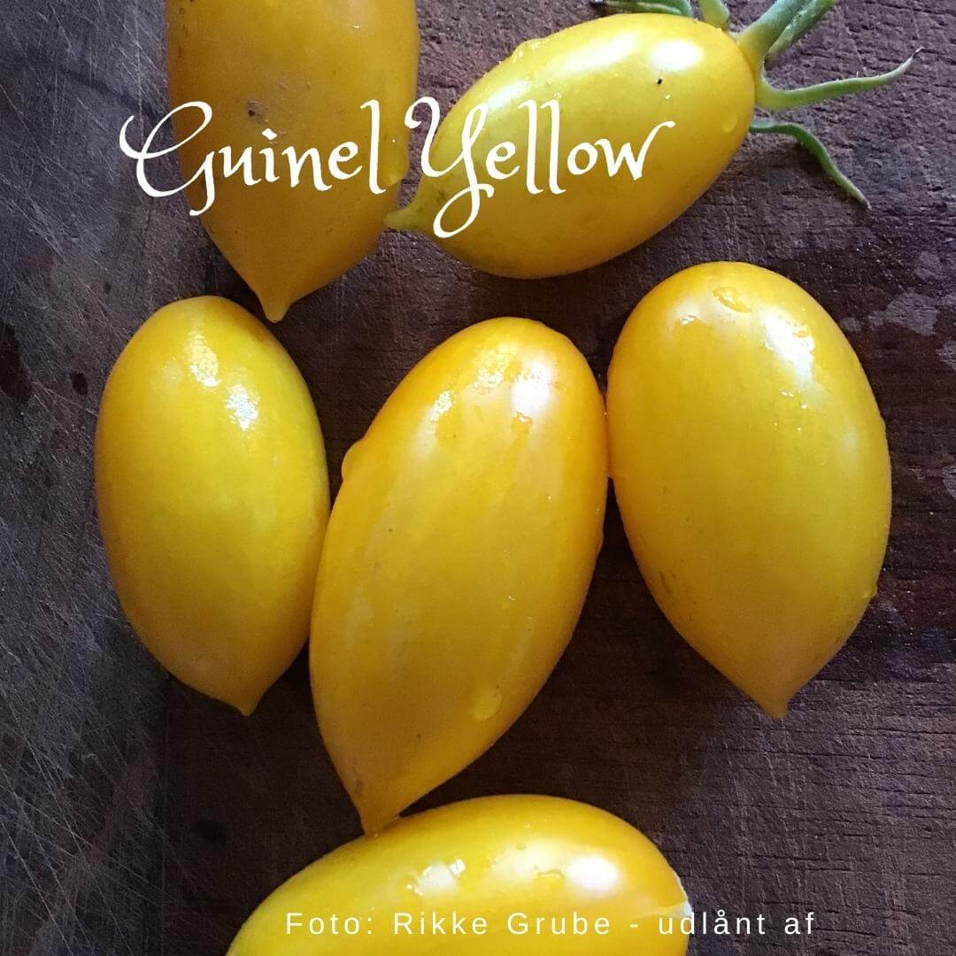 Guinel Yellow